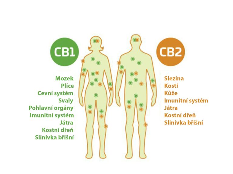 Receptory CB1 a CB2