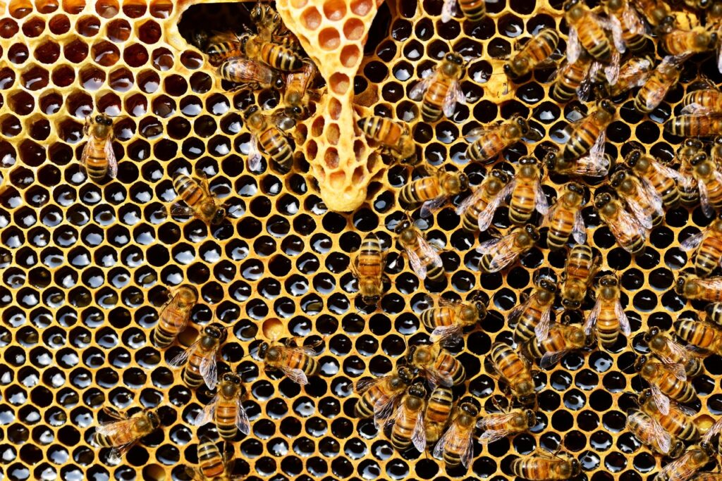 Včely a včelí vosk